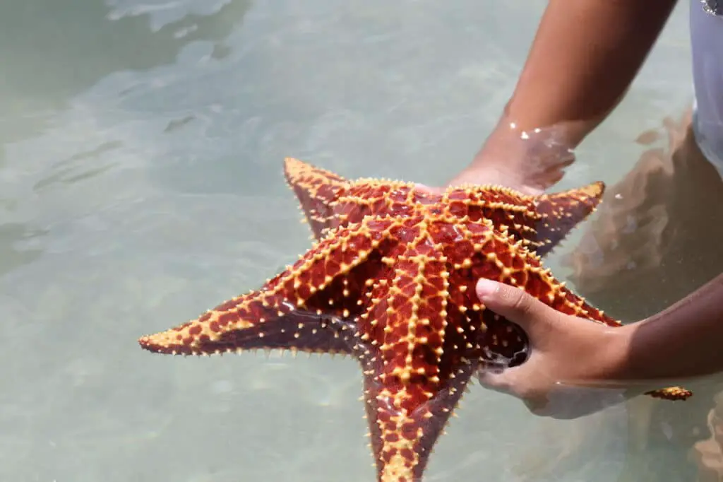 What Is The Upper Surface Of The Starfish Called