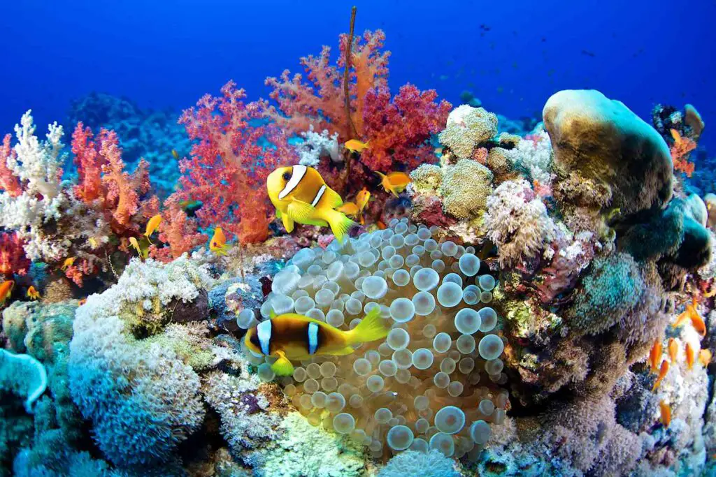 What Organisms Live In Coral Reefs