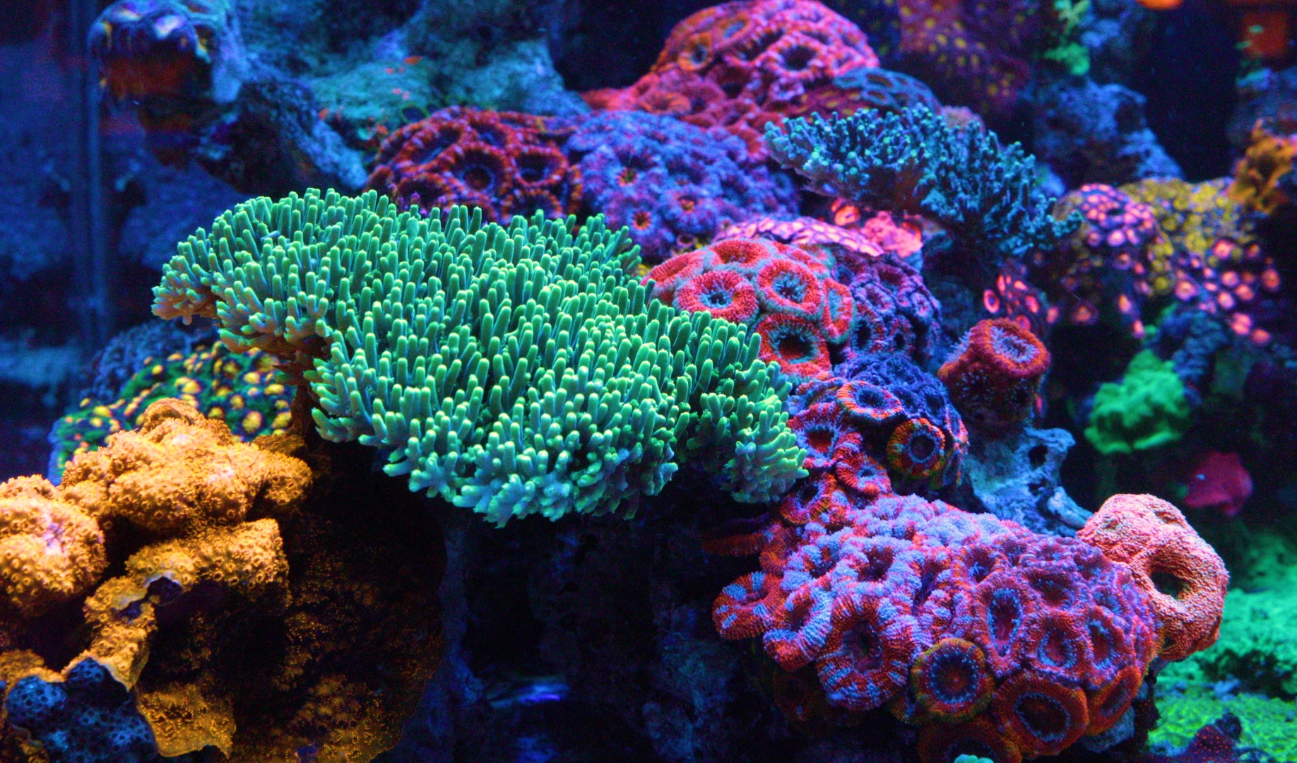  What Organisms Live In Coral Reefs