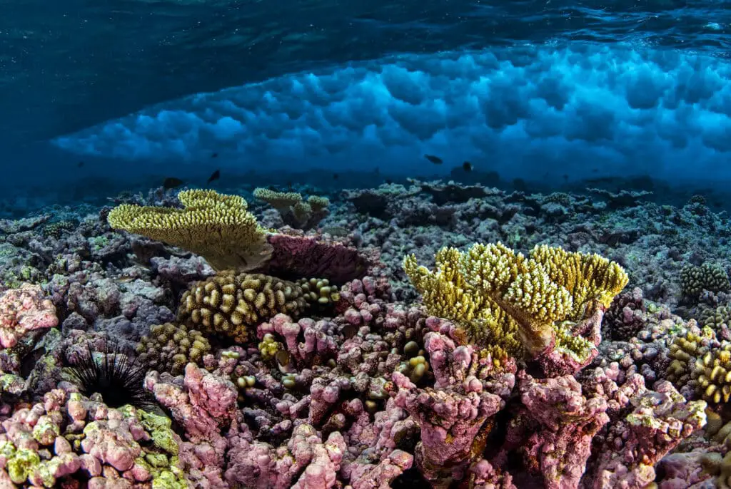 What Prevents Coral Reefs From Surviving Below The Euphotic Zone