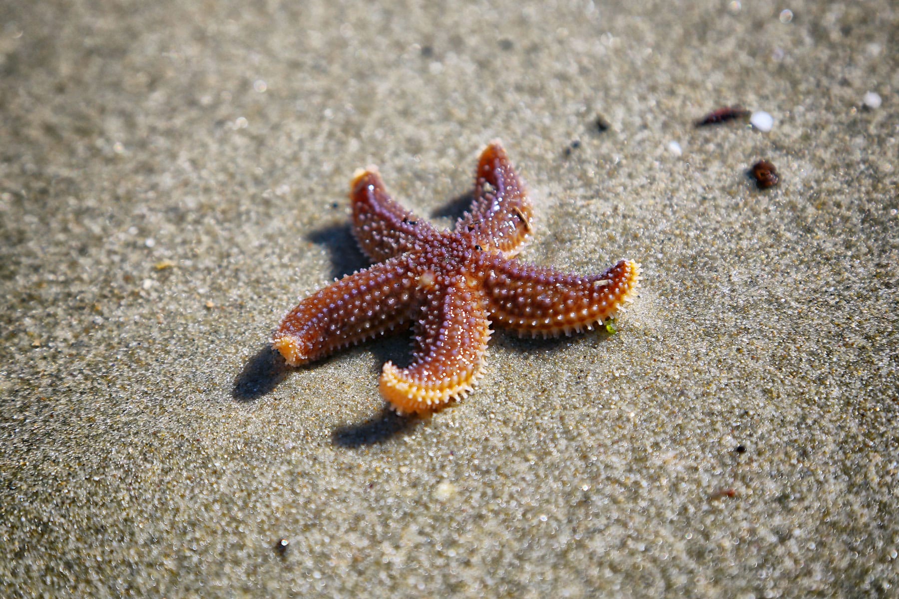  What Type Of Symmetry Do Starfish Have