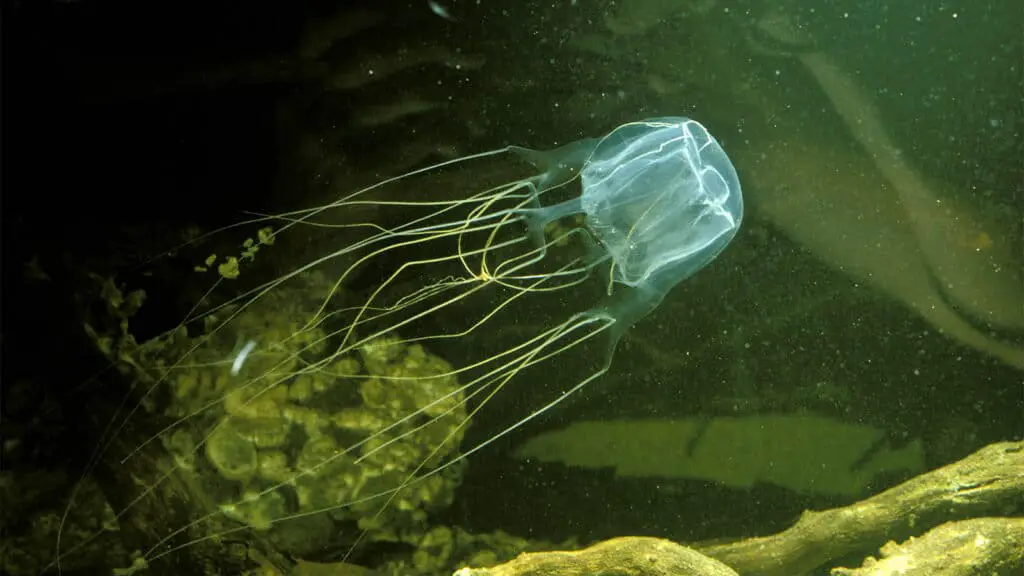 Where Are Box Jellyfish Found