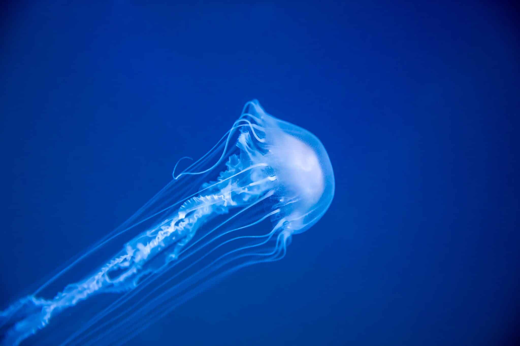  Where Are Box Jellyfish Found