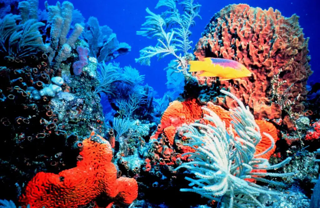 Where Are Coral Reef Biomes Located