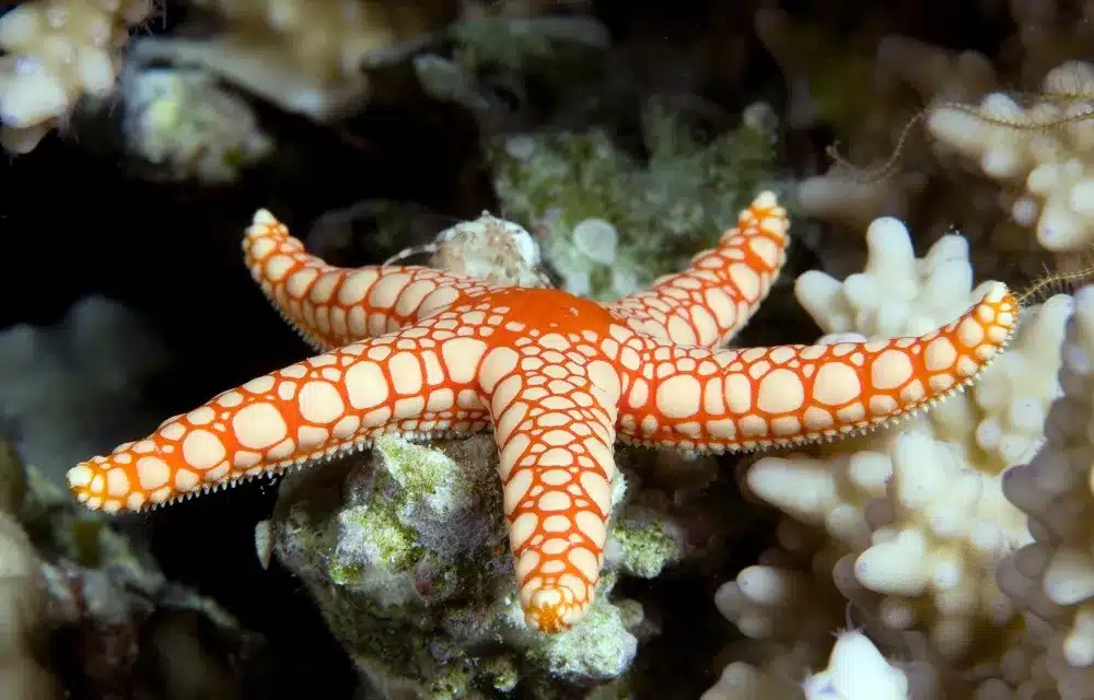 Where Are The Eyespots On A Starfish
