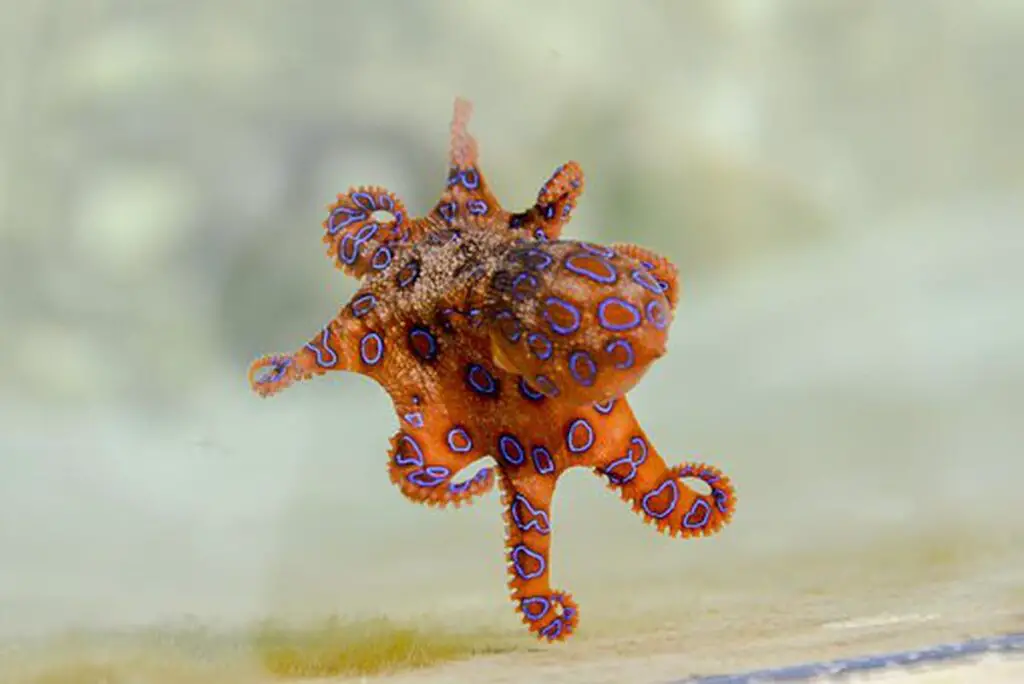 Where Do Blue Ringed Octopus Live