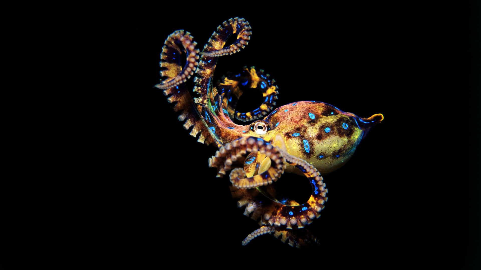  Where Do Blue Ringed Octopus Live