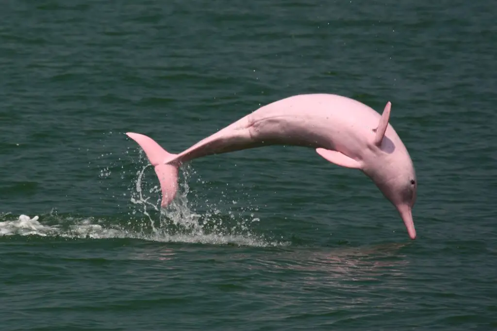  Pink Dolphins 