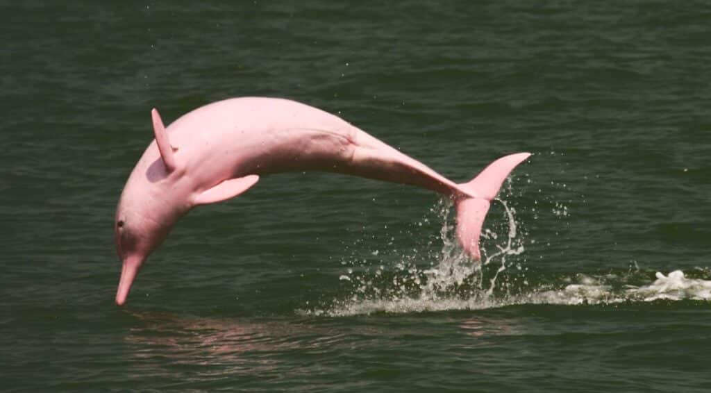  Pink Dolphins