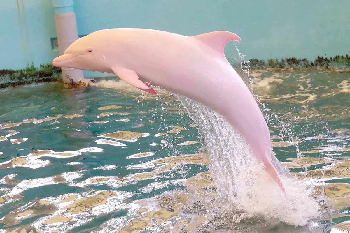  Where Do The Pink Dolphins Live