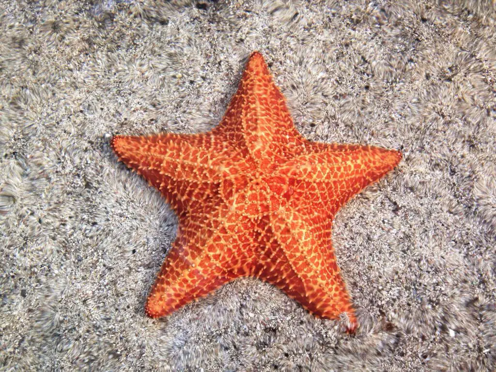 Where Does Water Enter A Starfish