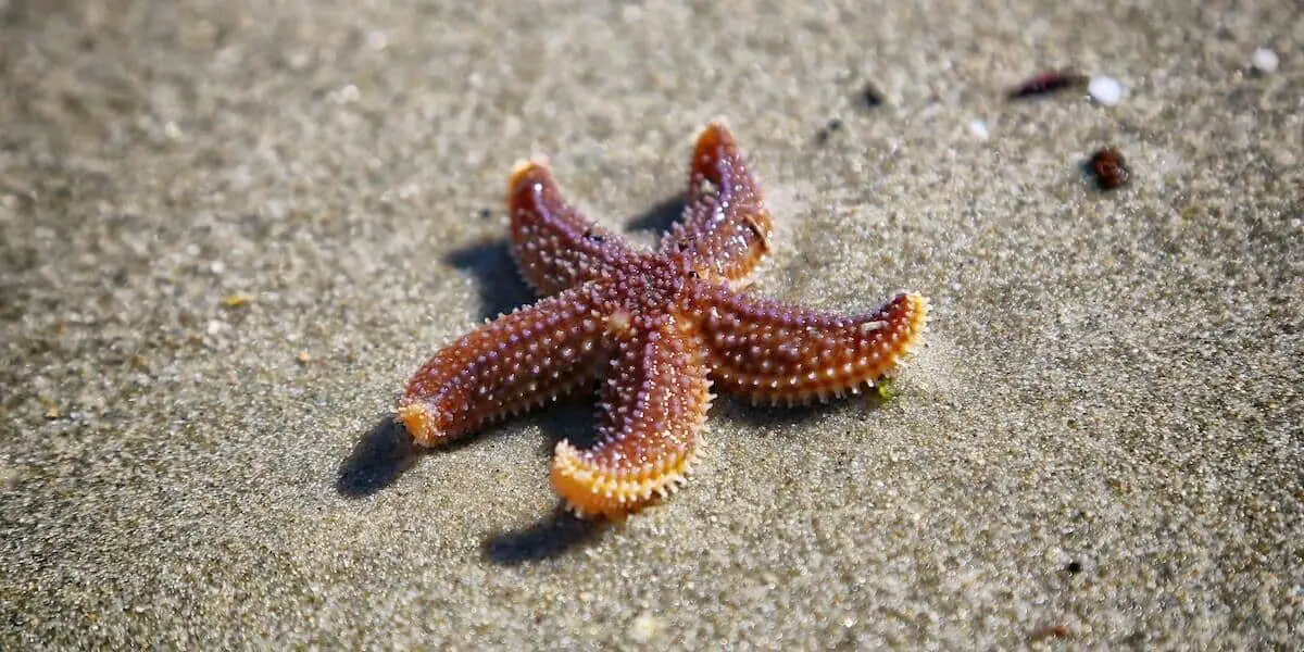 Where Does Water Enter A Starfish