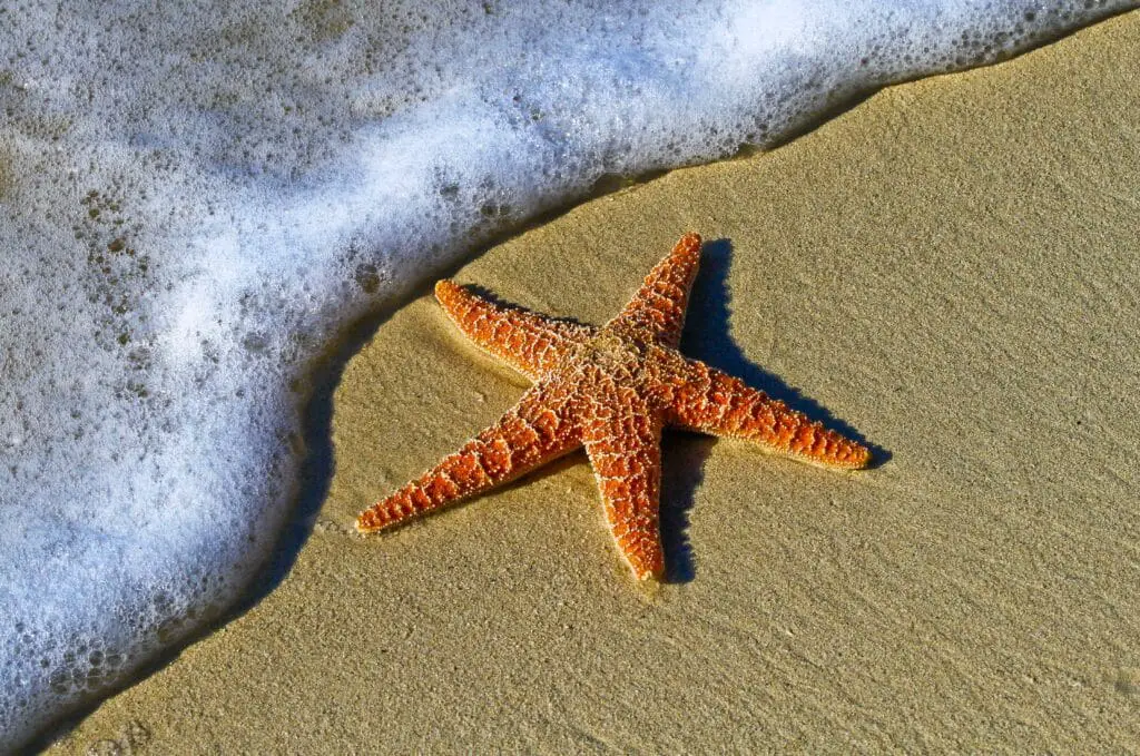 Where Does Water Leave A Starfish