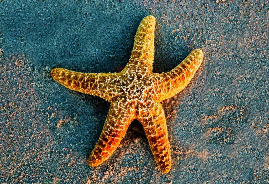 Where Does Water Leave A Starfish