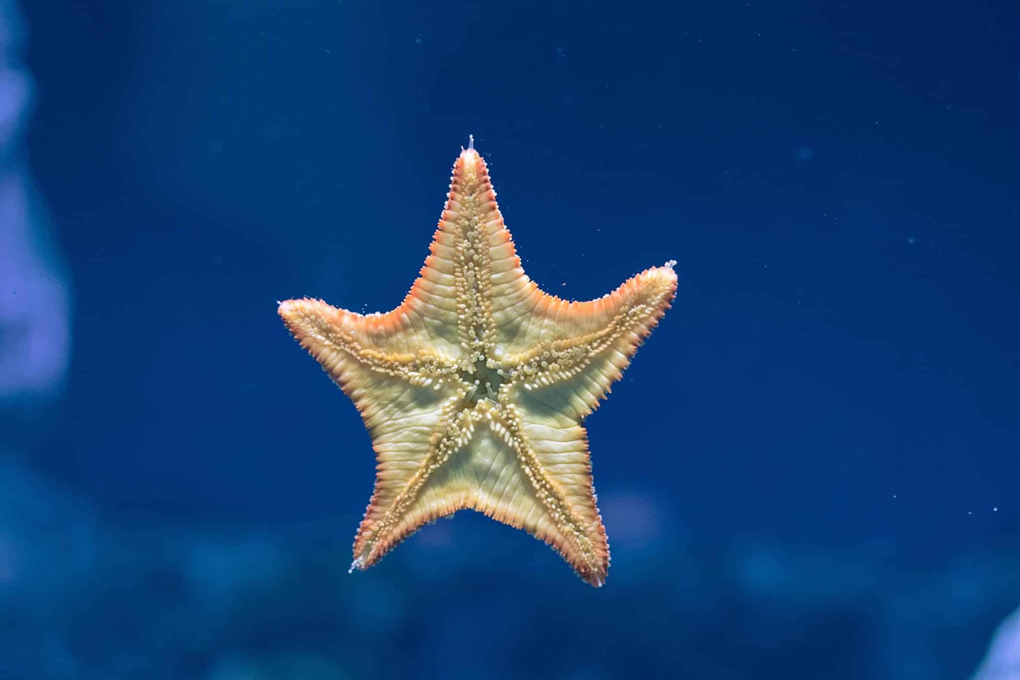 Where Is The Mouth Of A Starfish