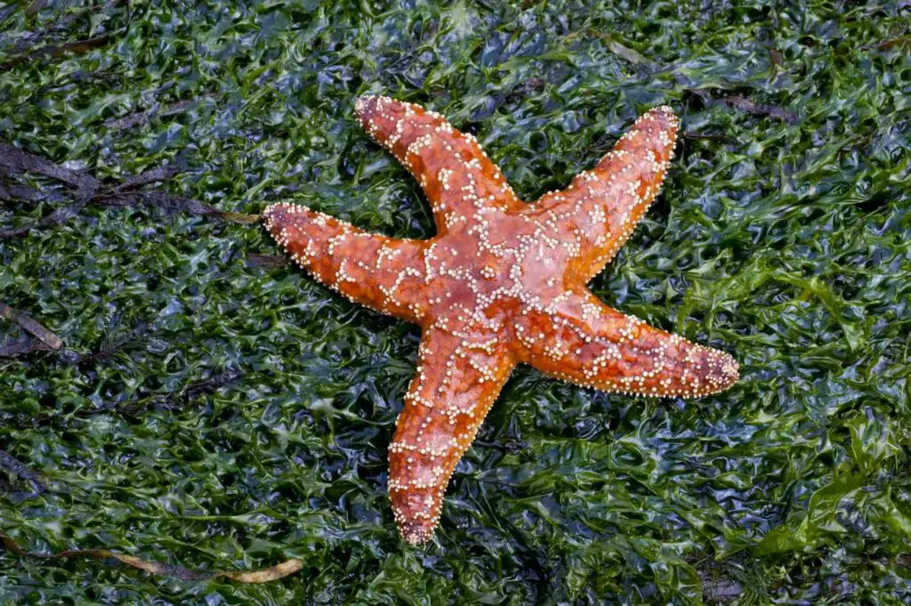 Where Is The Stomach Of A Starfish Located