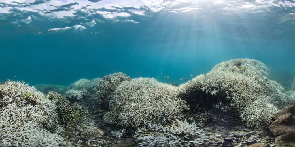 Why Are Coral Reefs Disappearing
