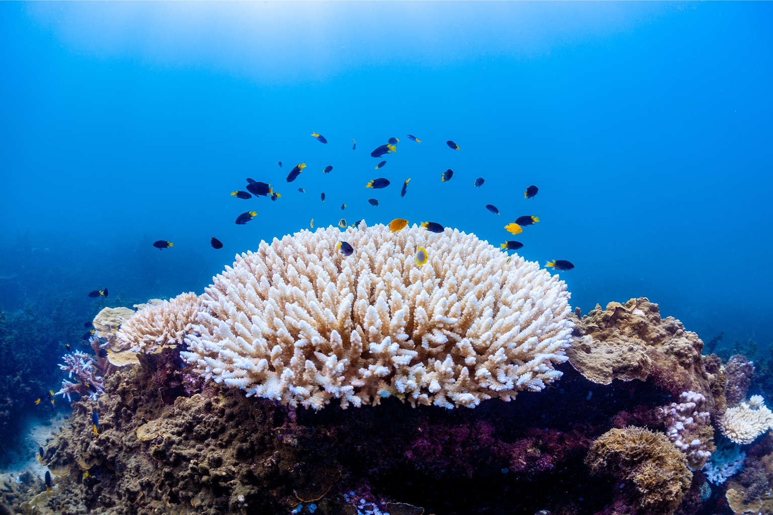  Why Are Coral Reefs Disappearing
