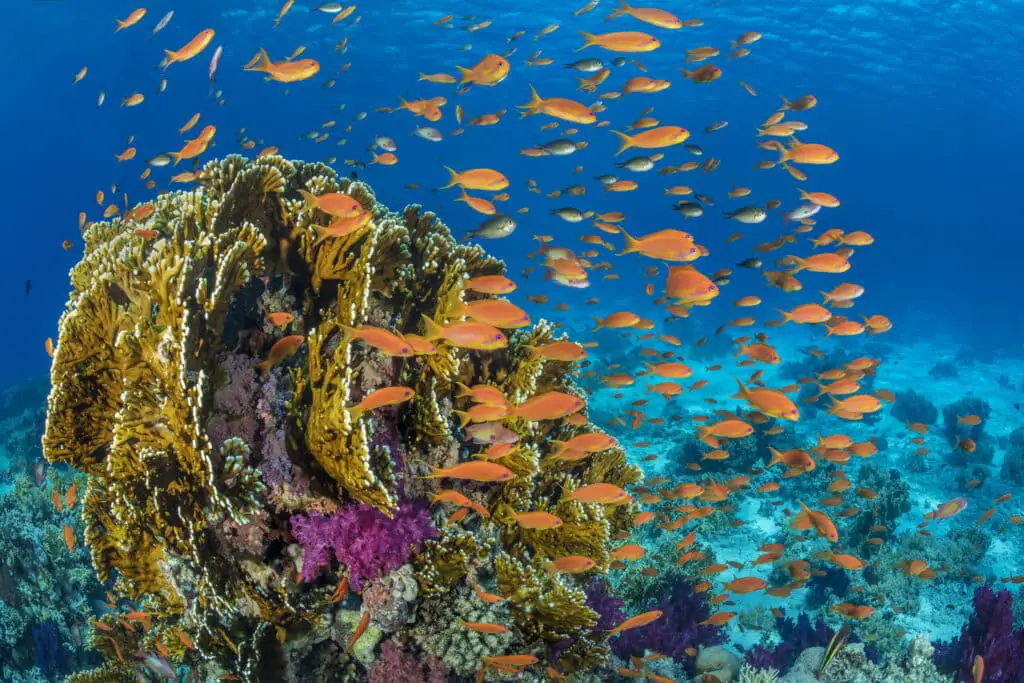 Why Are Coral Reefs Overexploited