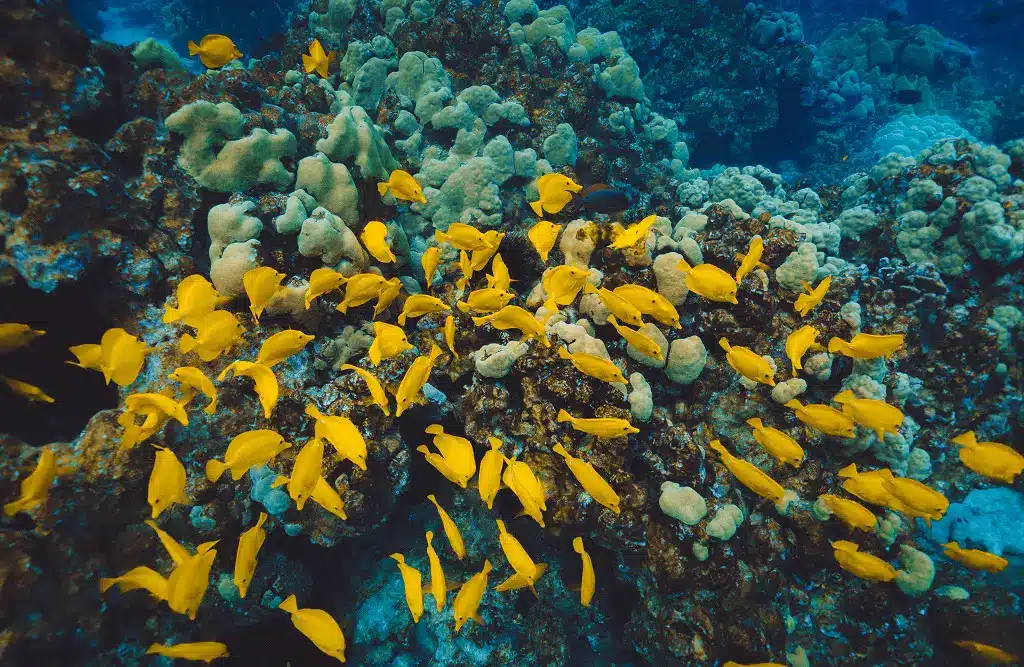 Why Are Coral Reefs Overexploited