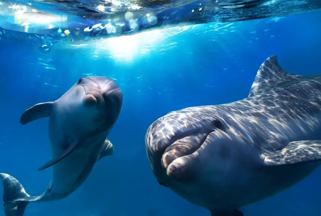 Dolphins Swim Upside Down