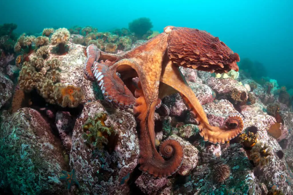 Why Do Octopus Ink