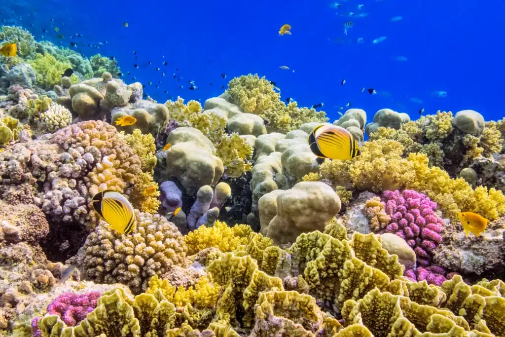 Why Is It Important To Protect Coral Reefs