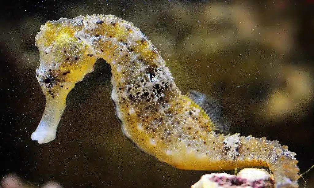 Are There Female Seahorses 