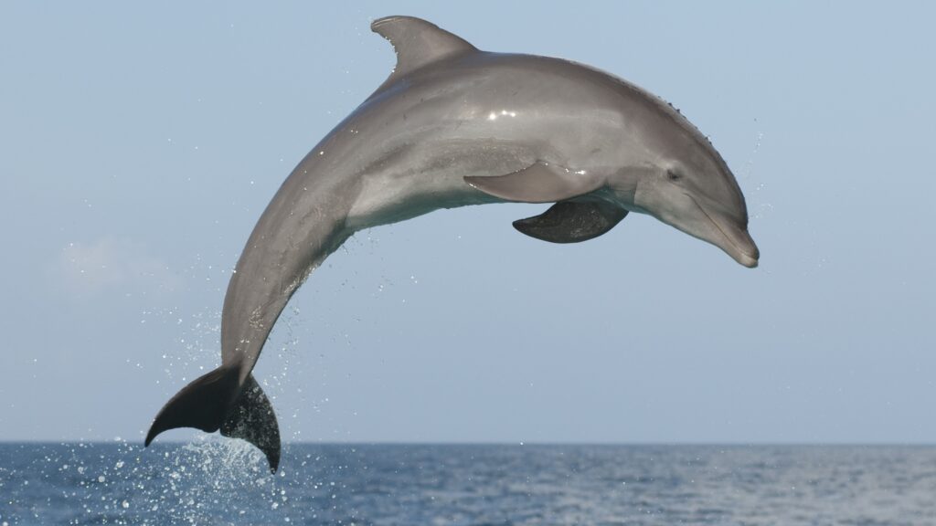 How Did Dolphins Evolve