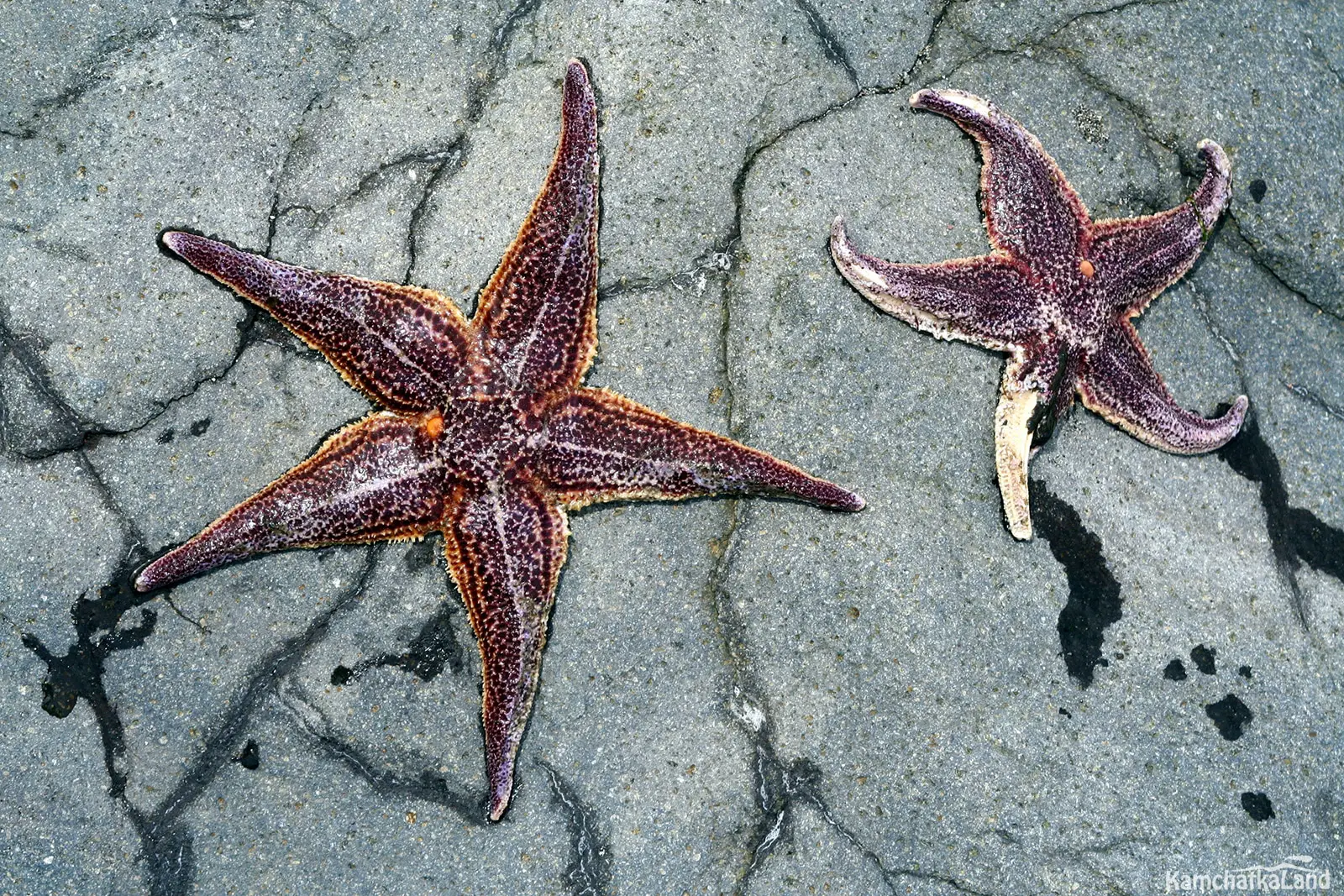 Can Starfish Live Out Of Water