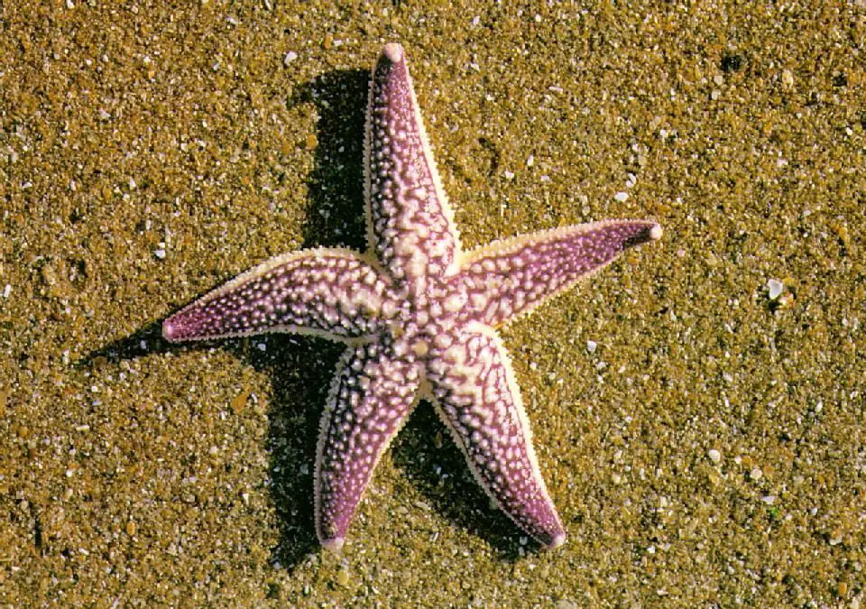 Are Starfish Decomposers