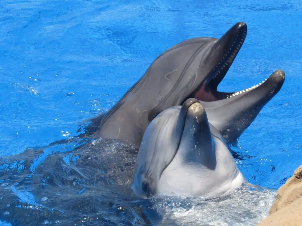 What Makes Dolphins Mammals