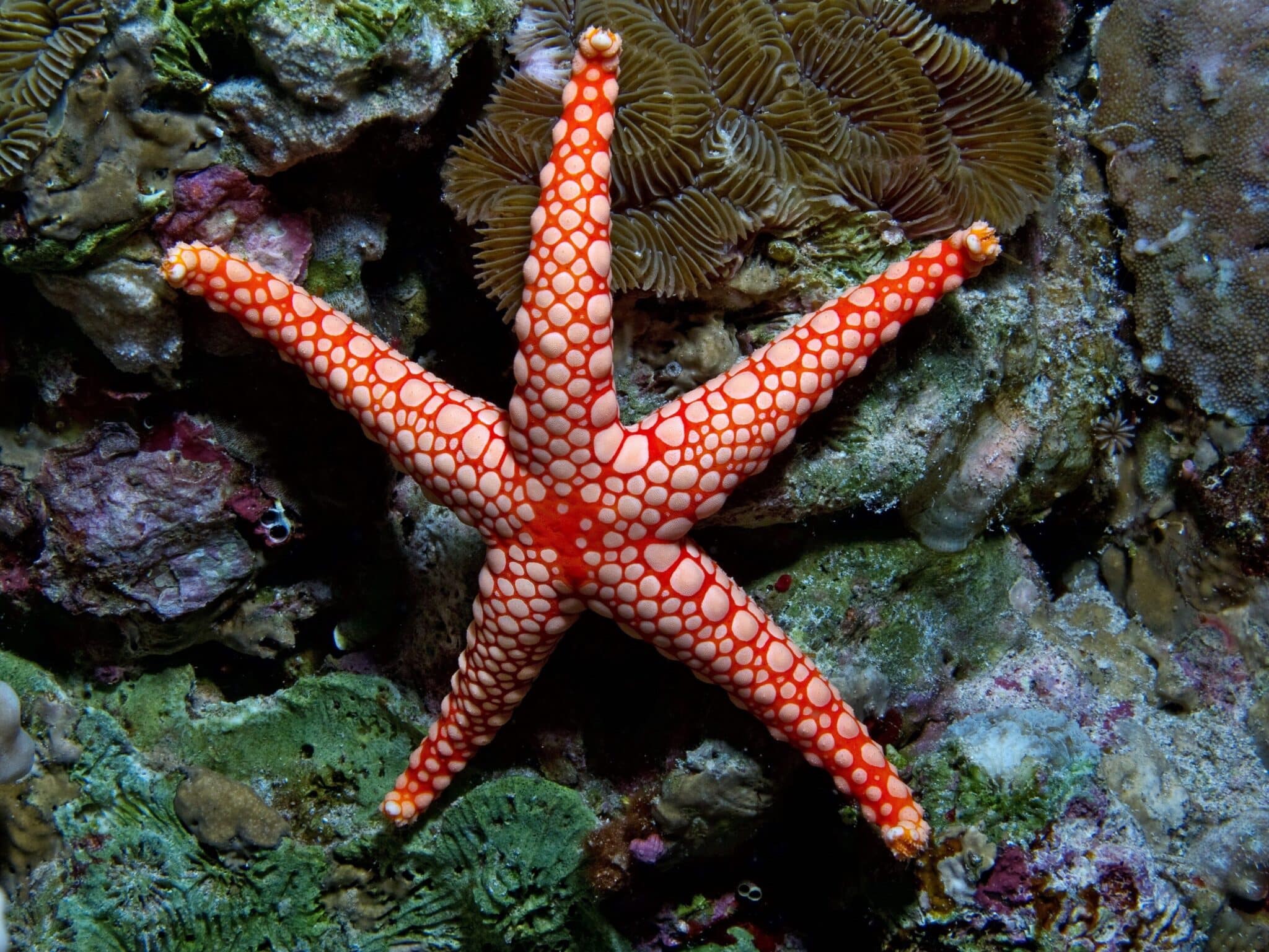 Is A Starfish Vertebrate Or Invertebrate