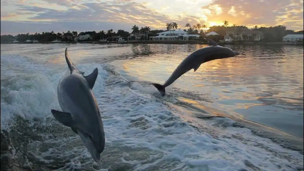 Where To See Dolphins In Florida