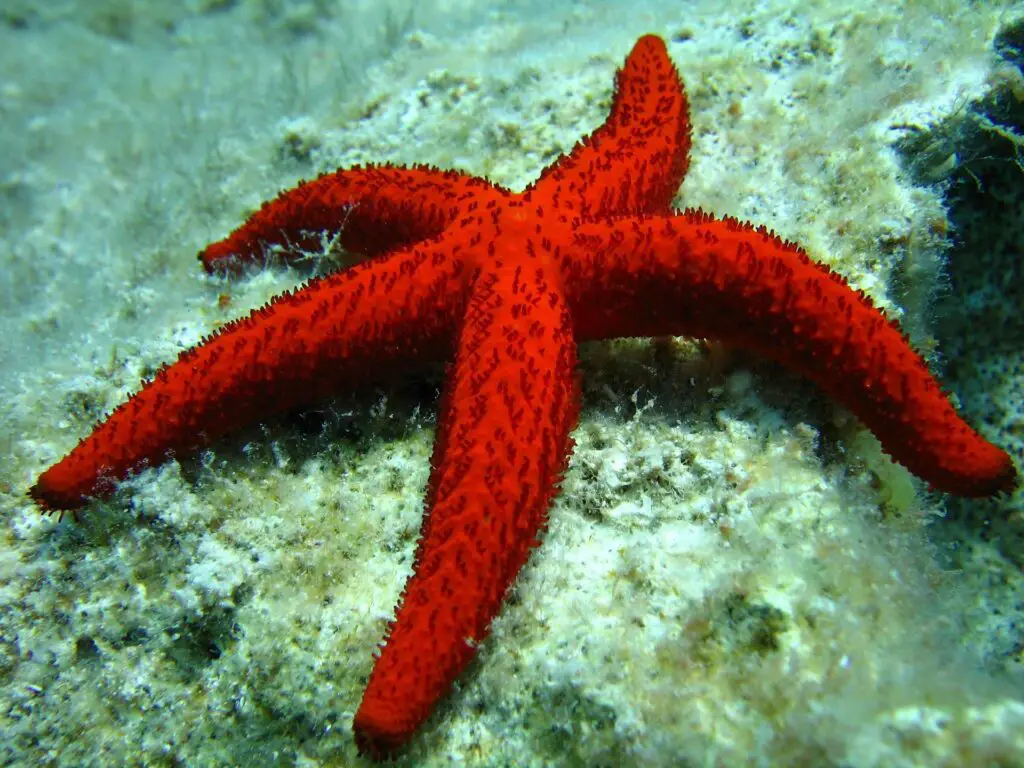 Can A Starfish Regenerate