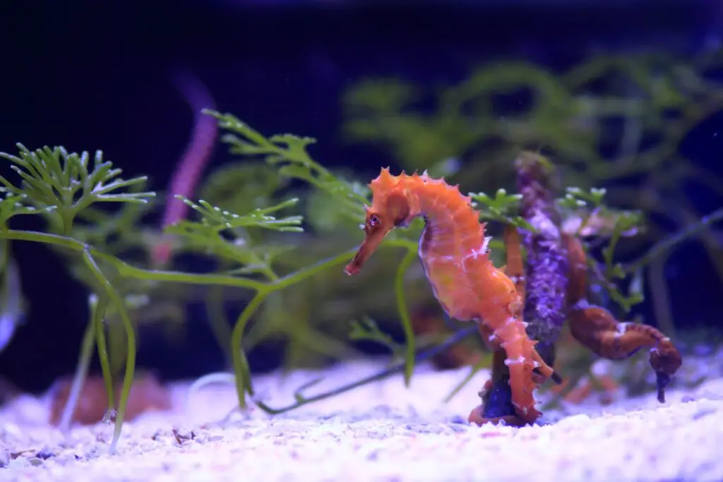Can You Keep Seahorses As Pets 