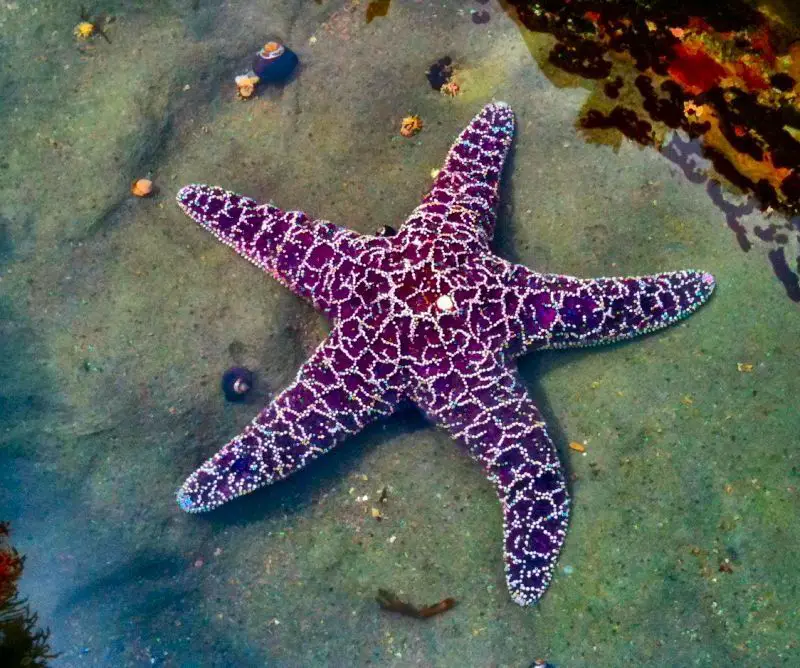 How Many Purple Starfish On Ginger Island