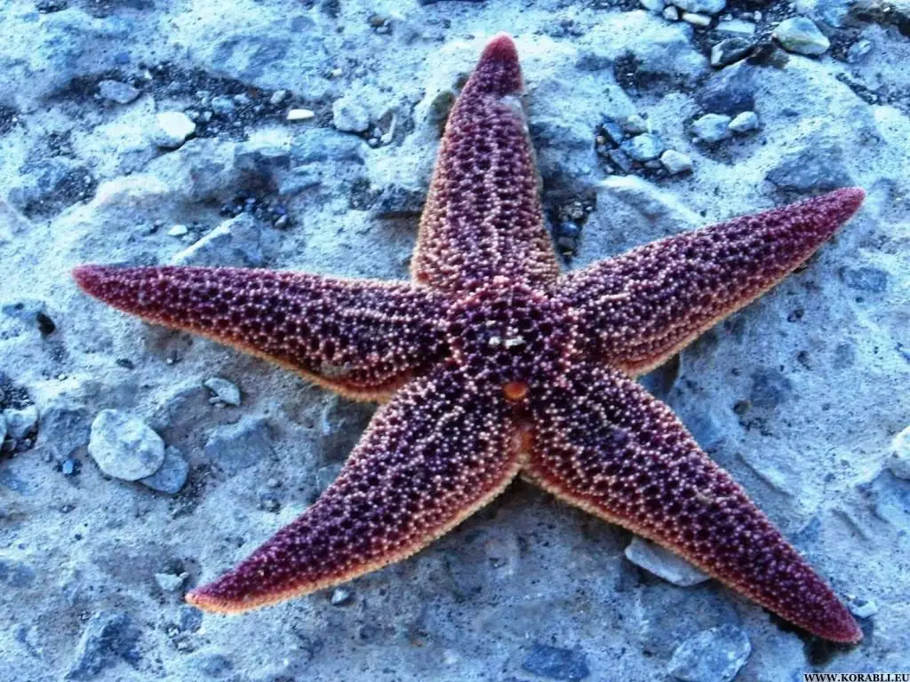 How Do Starfish Reproduce