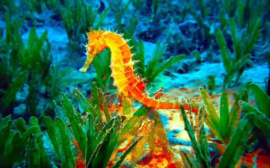 Are Seahorses Freshwater Or Saltwater 