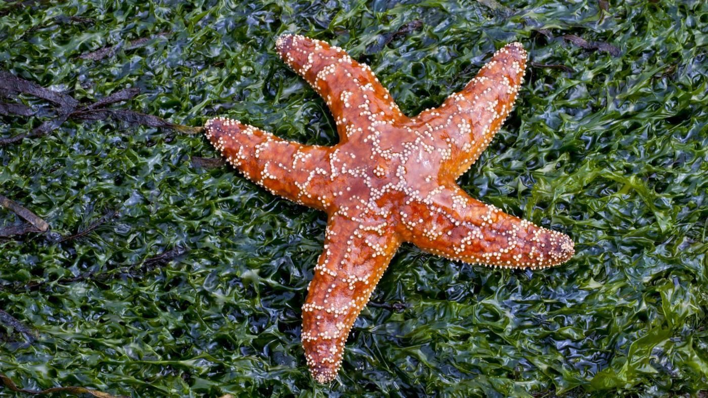 How Do Starfish Move