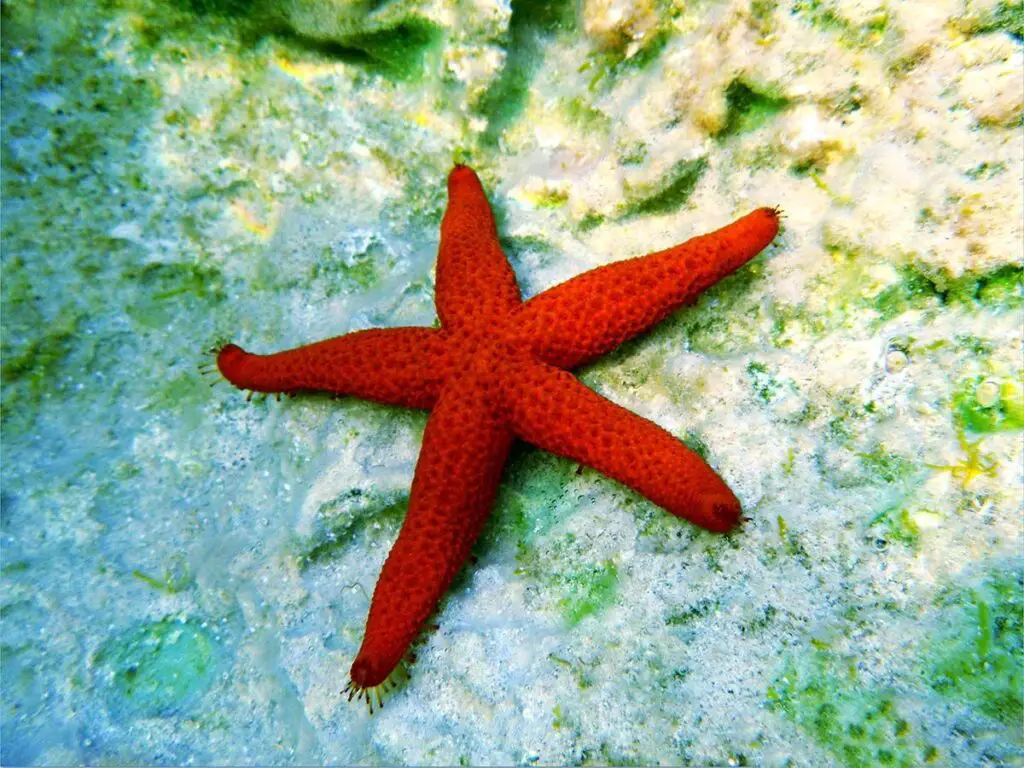 Do Starfish Have Brains