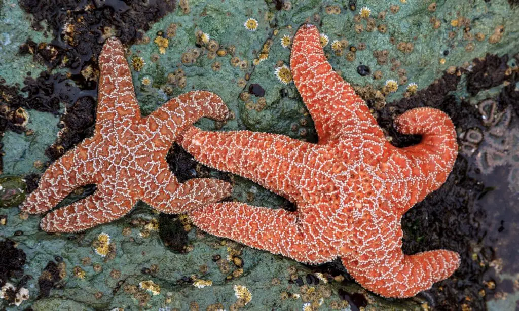 Is A Starfish Vertebrate Or Invertebrate