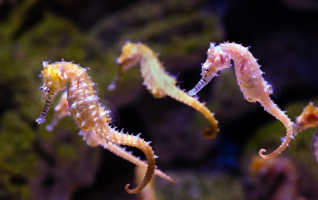 What Is The Average Lifespan Of A Seahorse 
