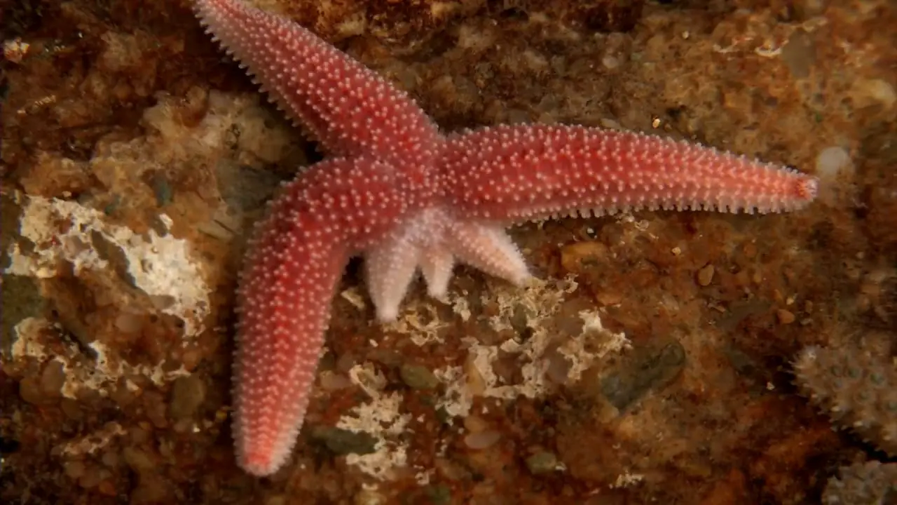  Can A Starfish Regenerate