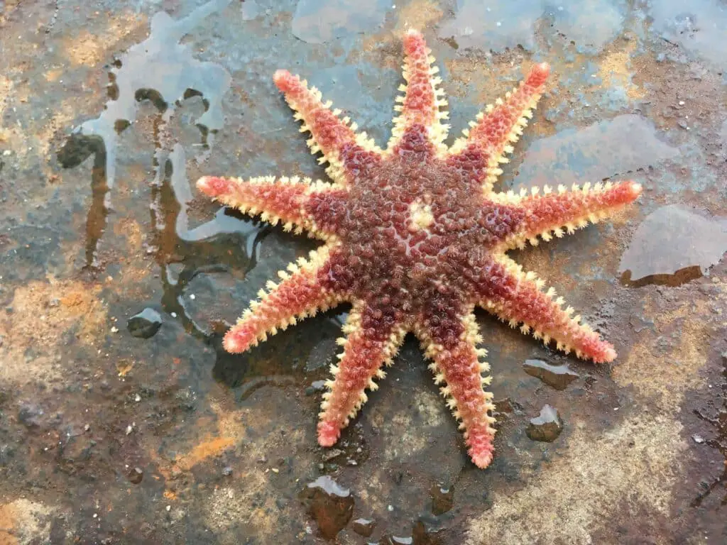 Are Starfish Alive
