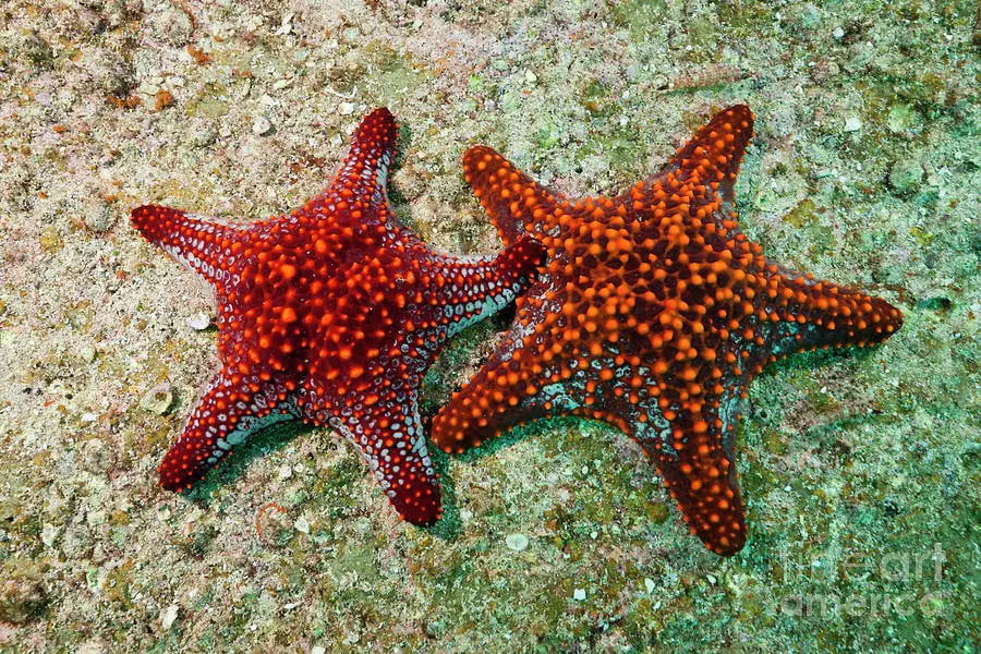 How Do Starfish Reproduce