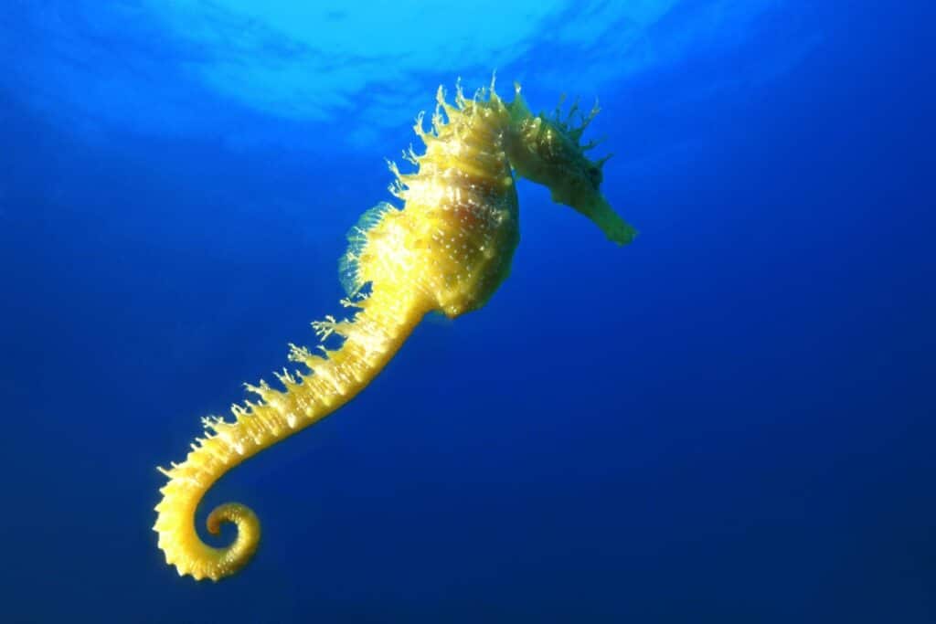 Do Seahorses Have Gills