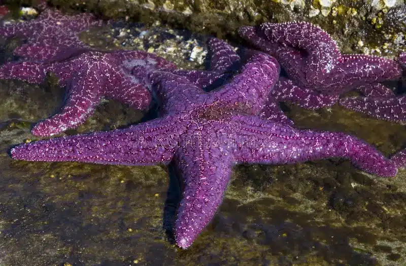 How Many Purple Starfish On Ginger Island