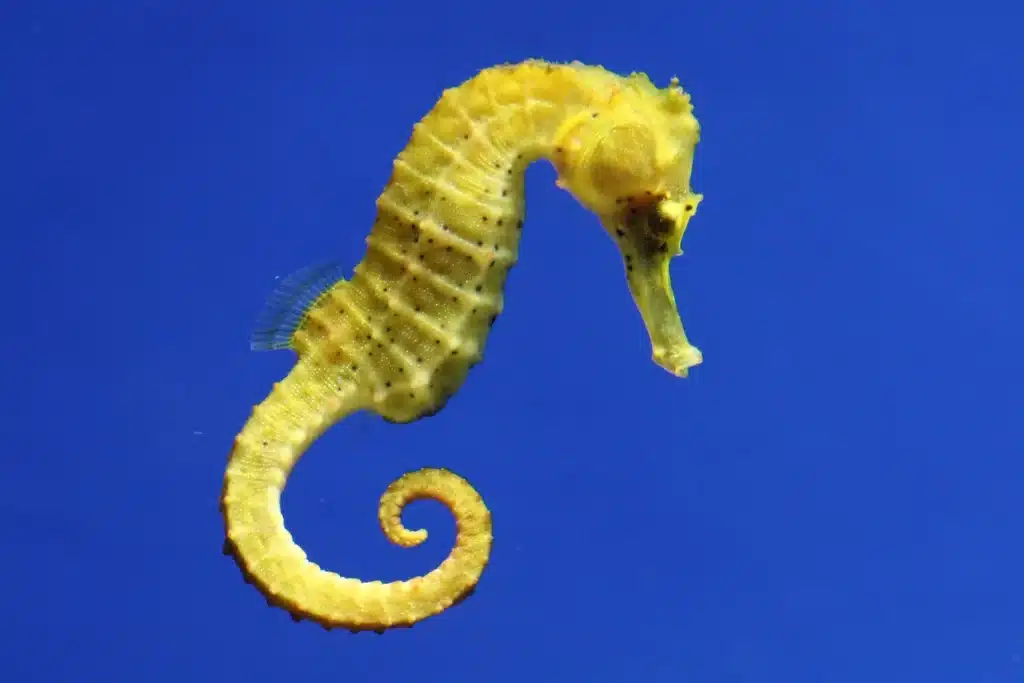 Are Seahorses Freshwater Or Saltwater 