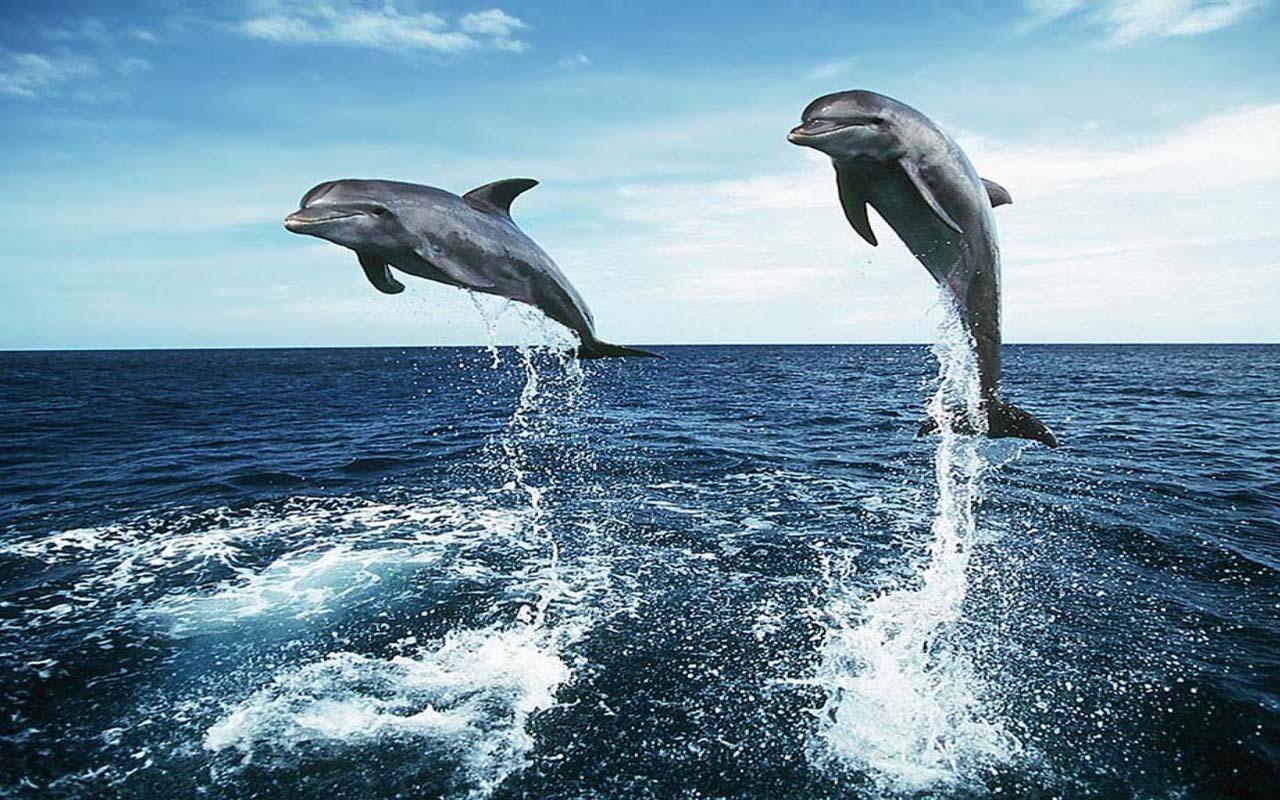  How Did Dolphins Evolve